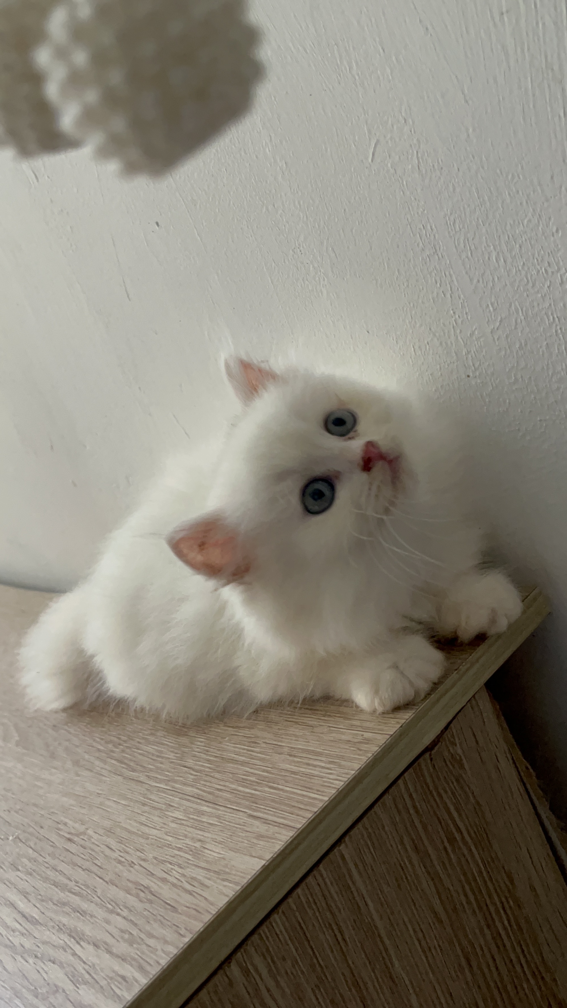 银白高地猫，长毛白猫